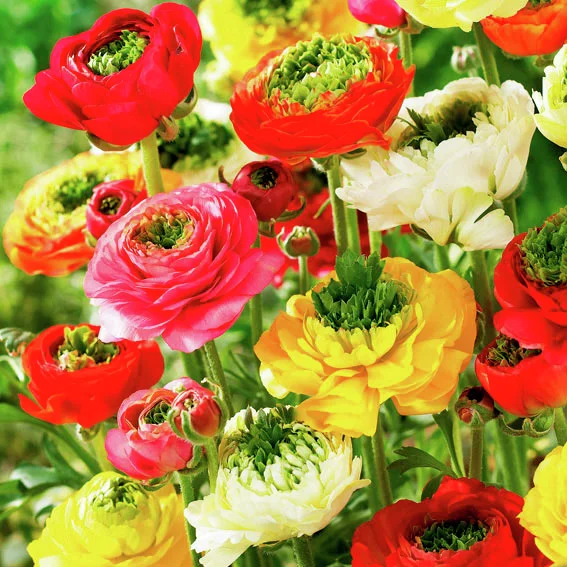 Garten-Ranunkeln Mirabelle-Mischung