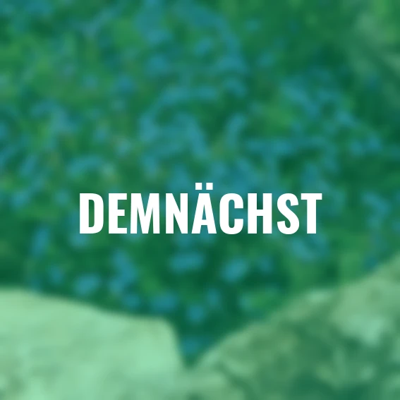 Steinsame