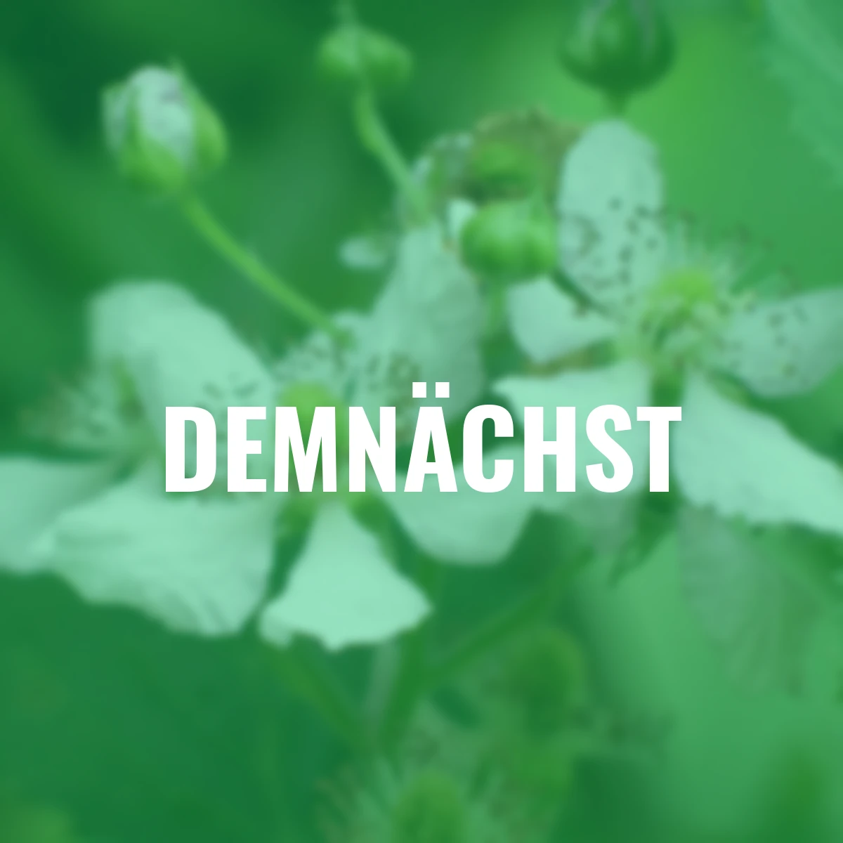 Brombeere Thornless Evergreen