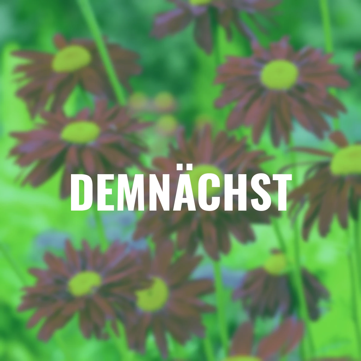 Garten-Margerite Robinsons Red, im ca. 7 cm-Topf