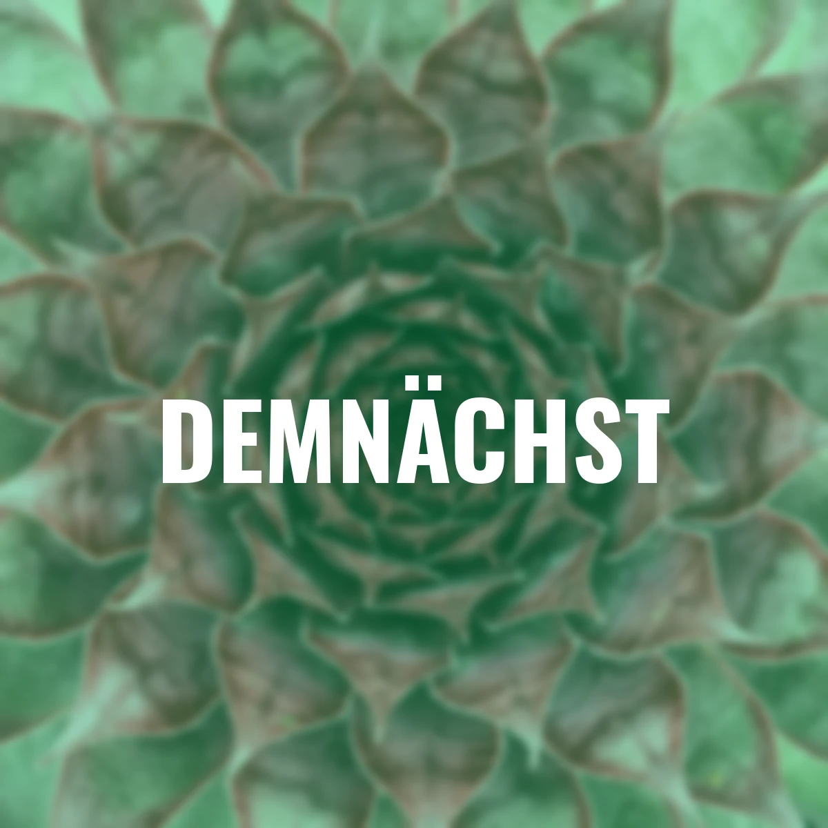 Hauswurz Chick Charms®  Autumn Apple