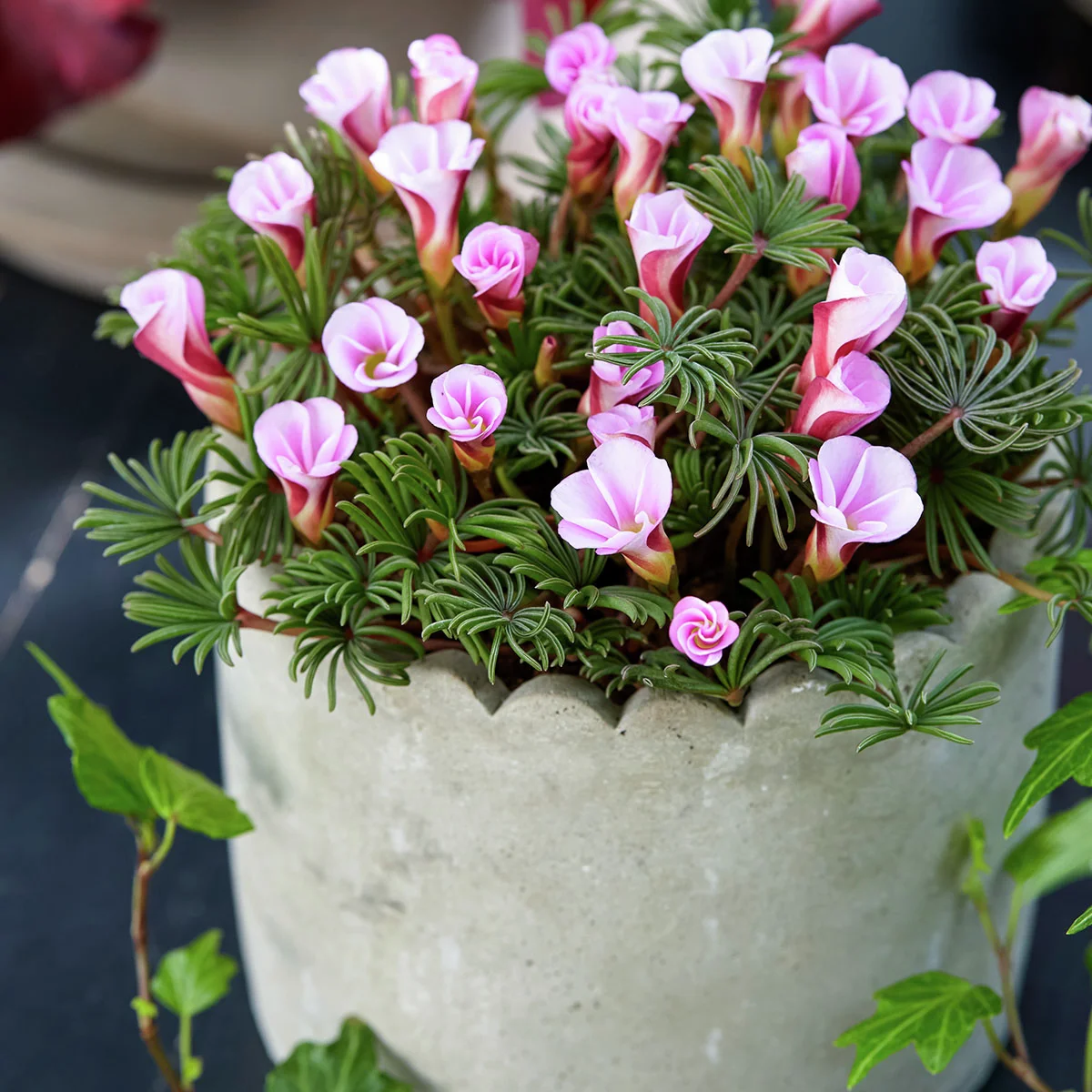 Zierklee Autumn Pink