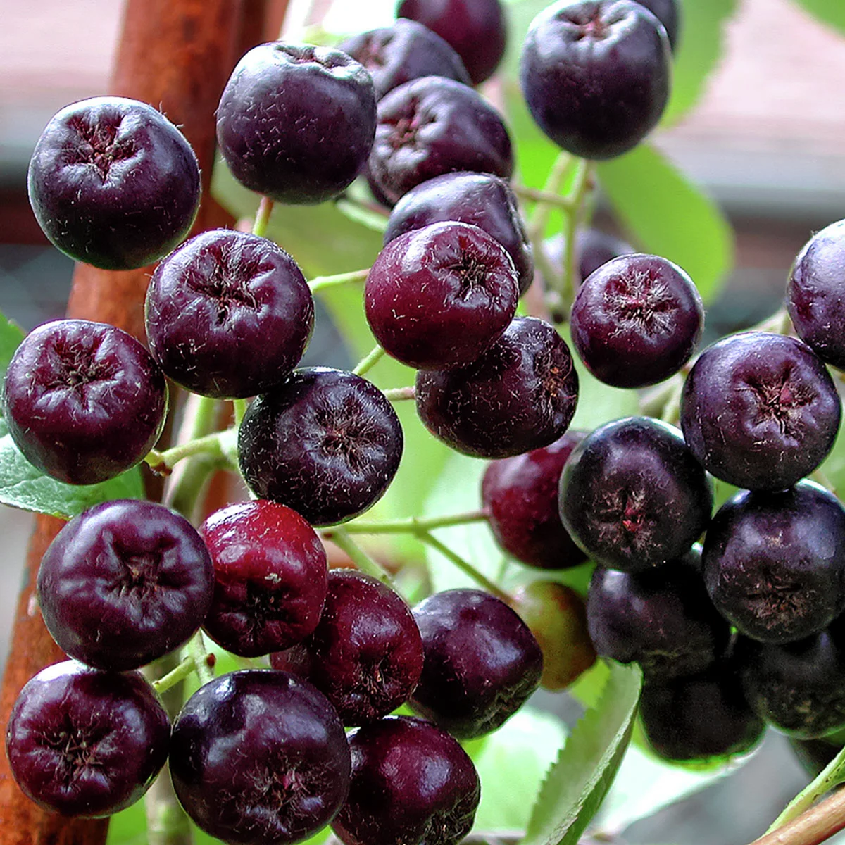 Aronia Nero