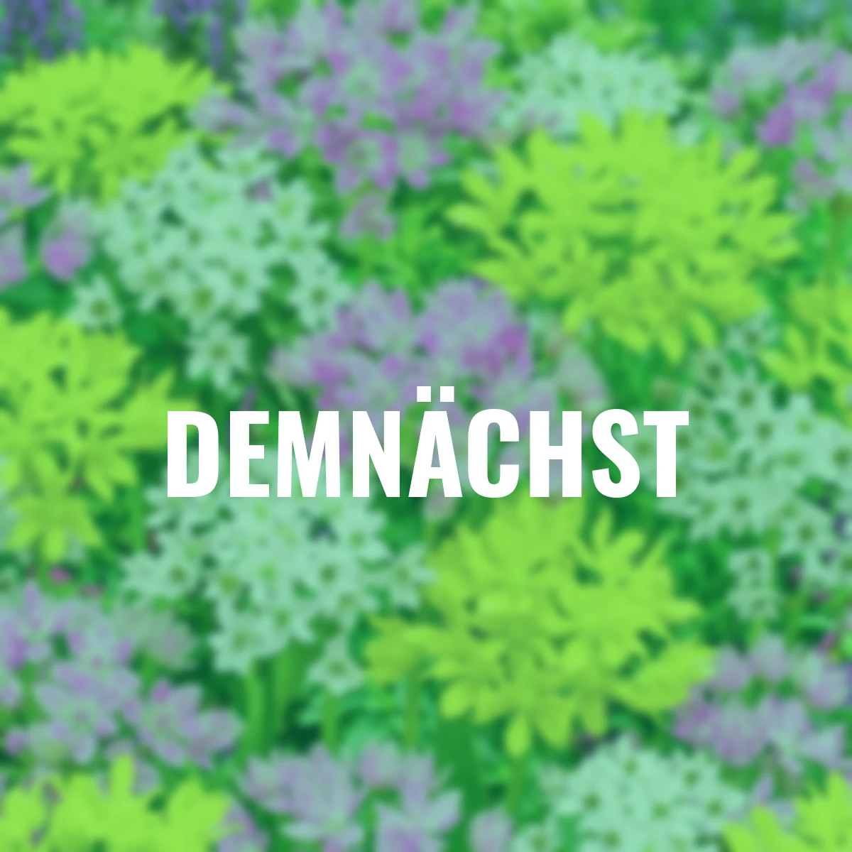 Zierlauchmischung Feuerwerk