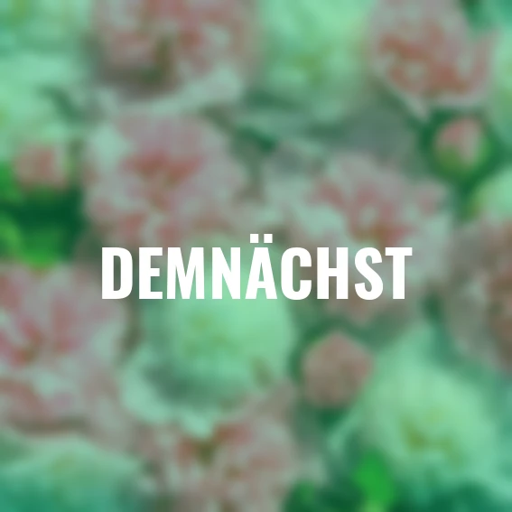 Stockrosen-Duo The Bridesmaid