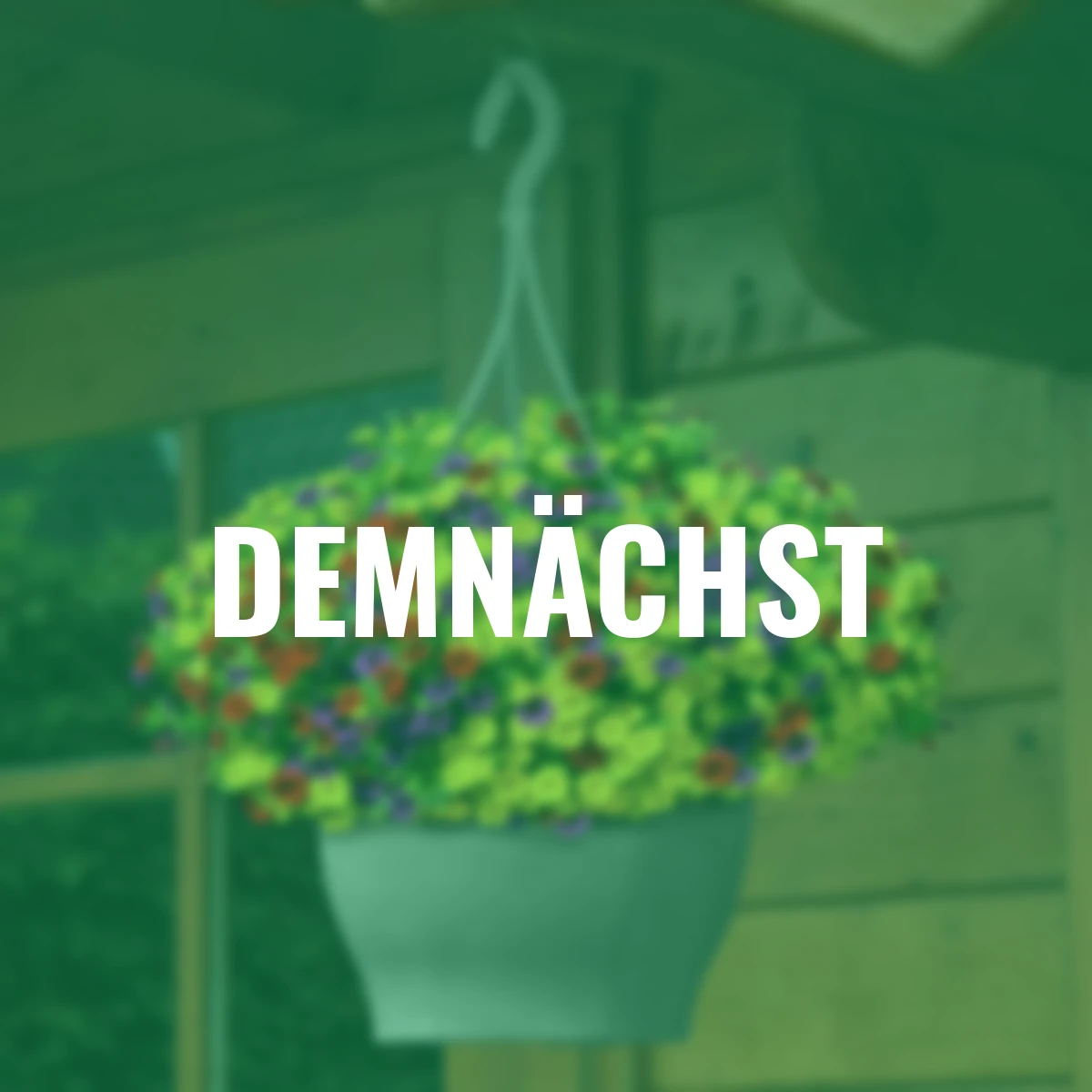 Zauberglöckchen Trixi® Bolero, Blumenampel