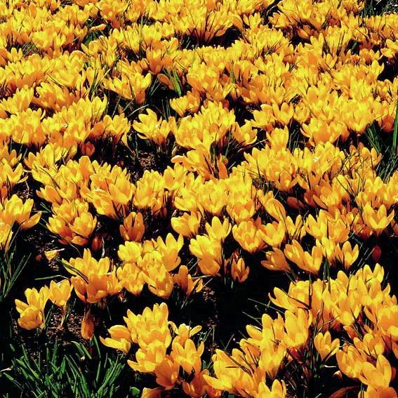 Großer Gelber Frühlingskrokus