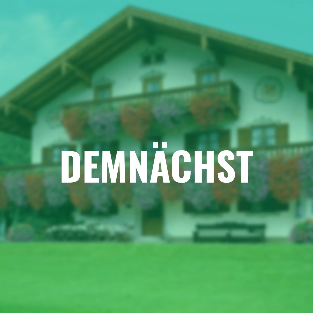 Sommerblumen-Set Geranientraum