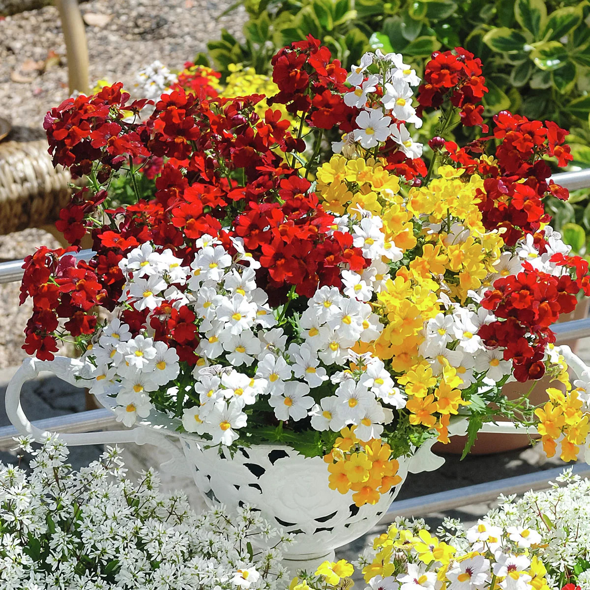 Trio-Elfenspiegel Triomio Little Alegria