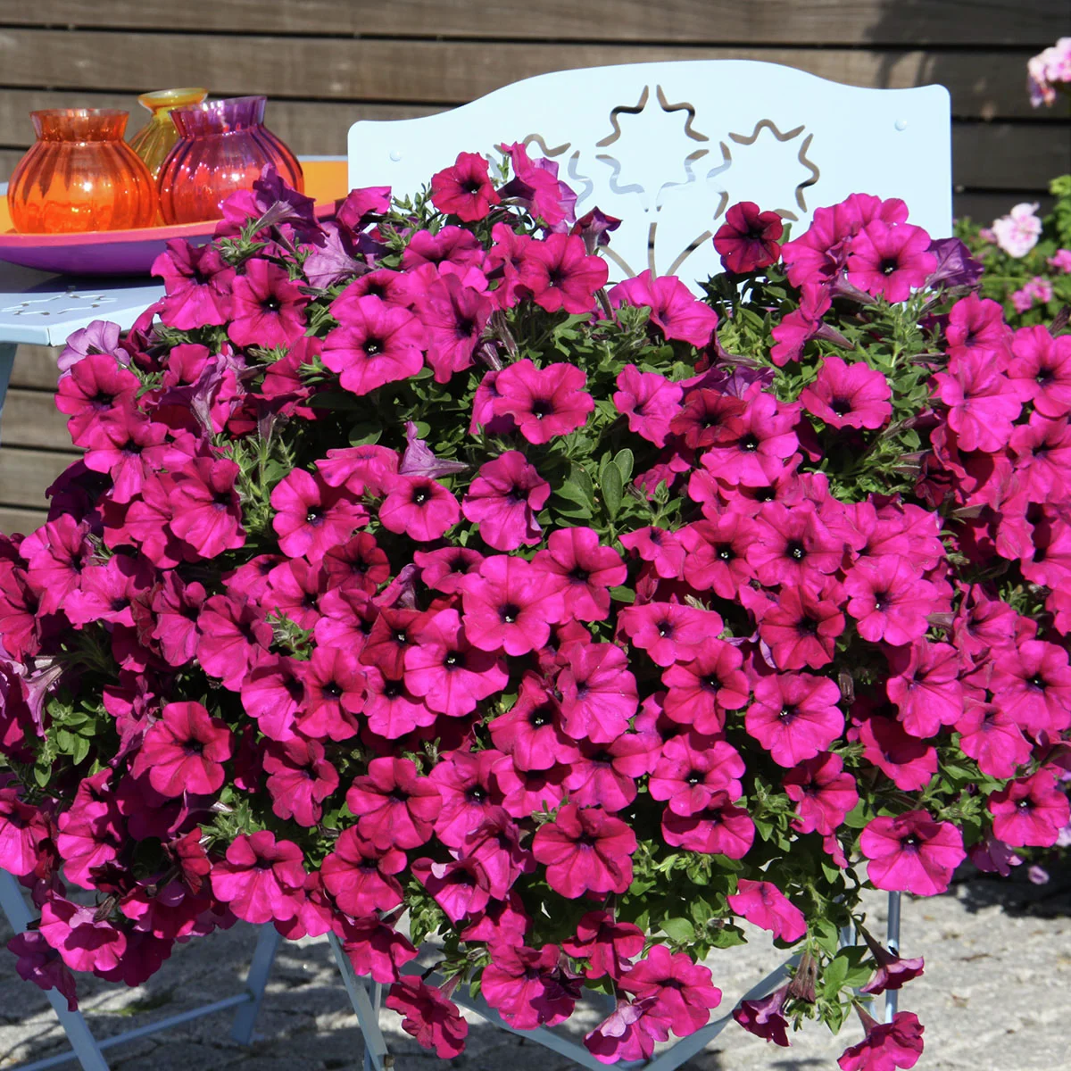Riesenhängepetunie AlpeTunia® Dark Purple