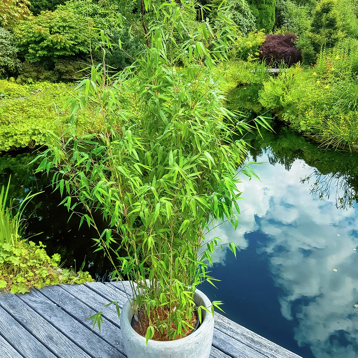 Zebrabambus Red Zebra®