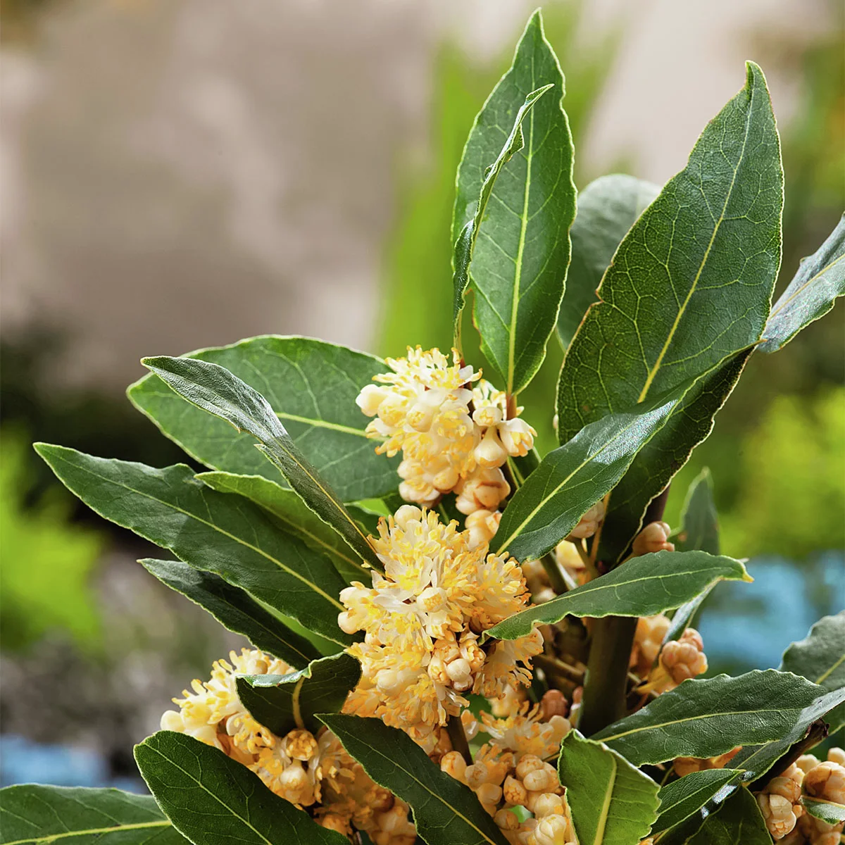 Kräuterpflanze Echter Gewürz -Lorbeer