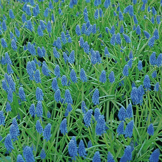 Traubenhyazinthe, blau