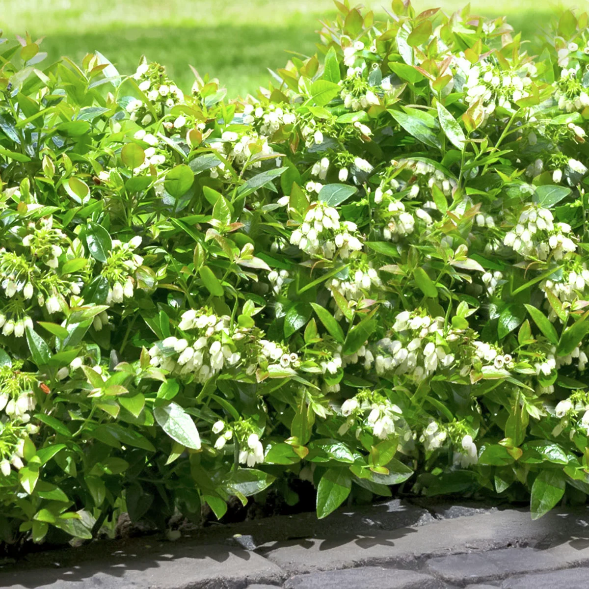 Heidelbeere BrazelBerry® Berry Bux® - im ca. 11 cm-Topf