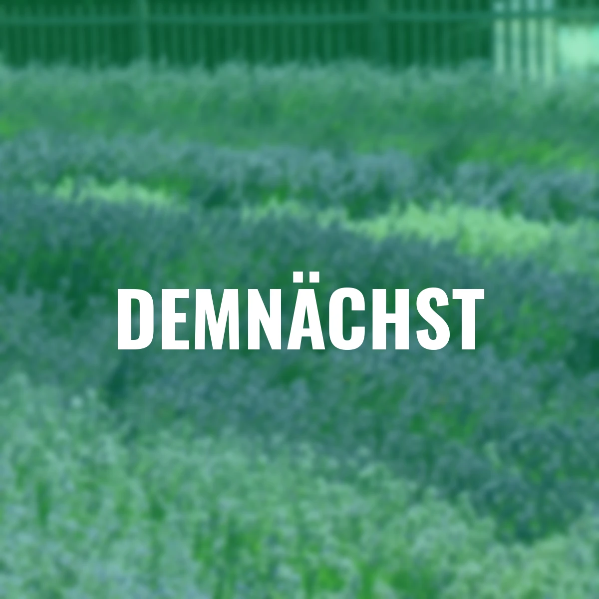 Englischer Lavendel Elizabeth