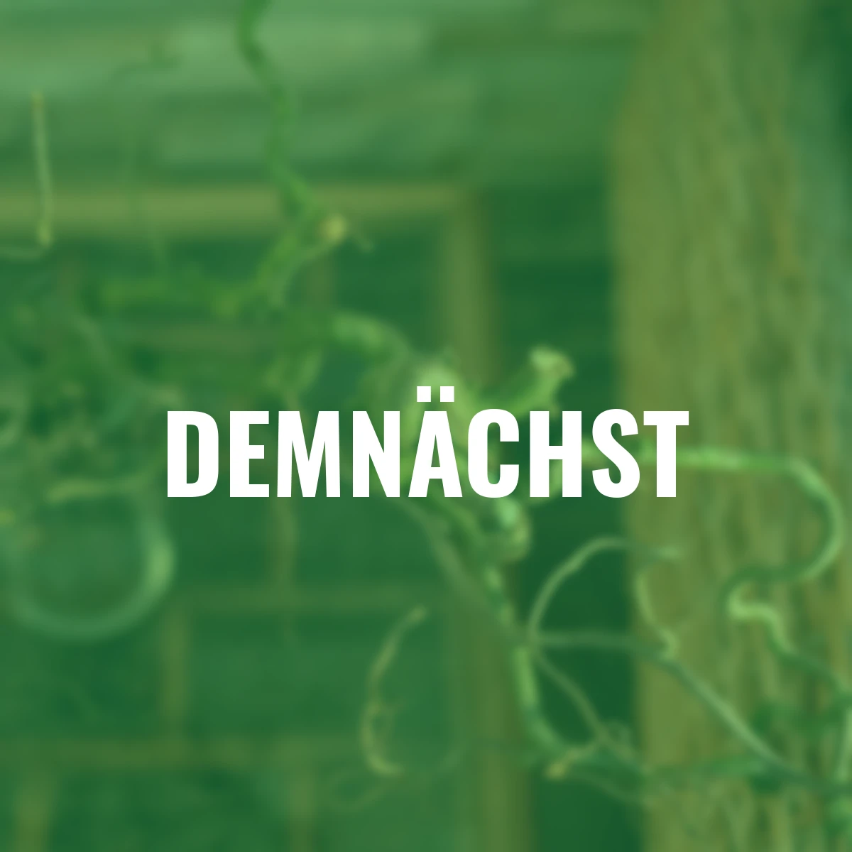 Korkenzieherhaselzweige