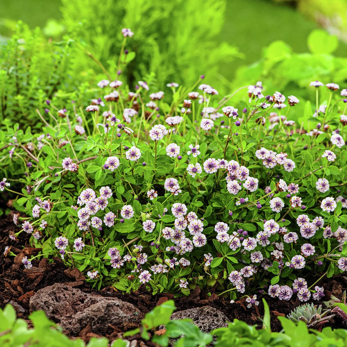 Teppichverbene Summer Pearls, weiß