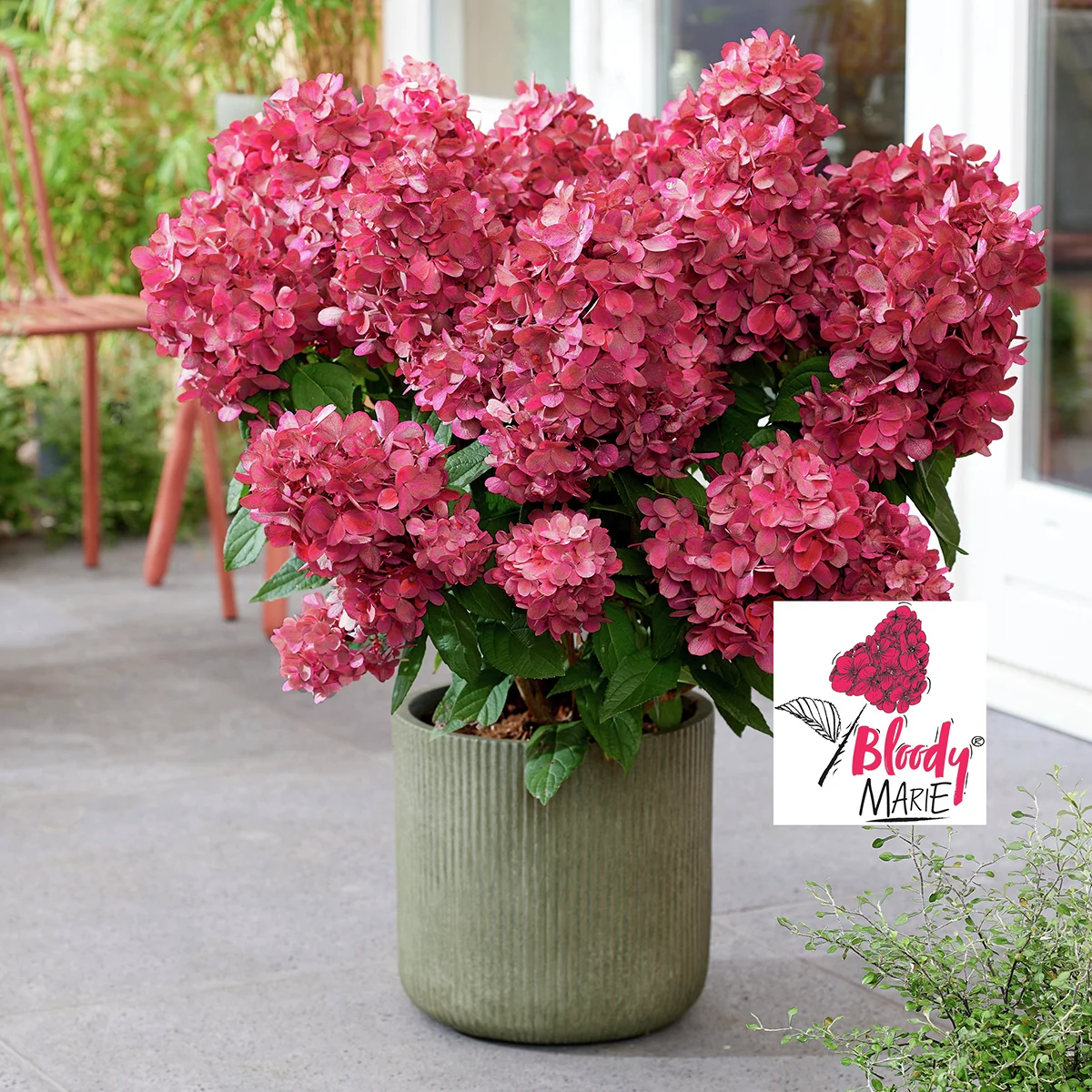 Rispen-Hortensie Bloody® Marie