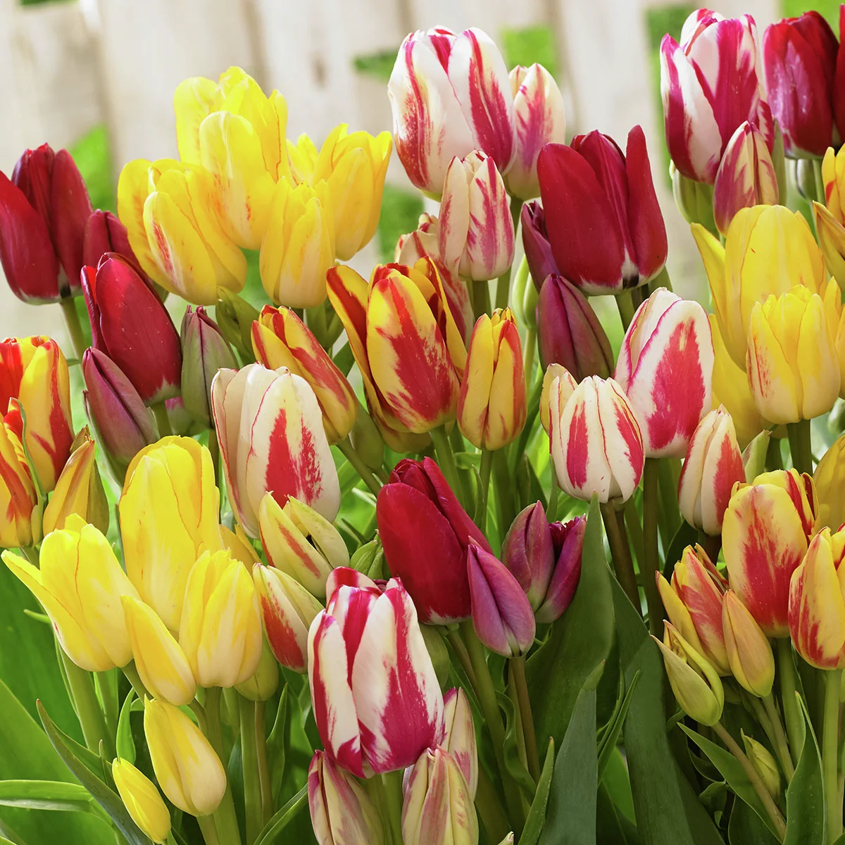 Mischung Bunte Club-Tulpen