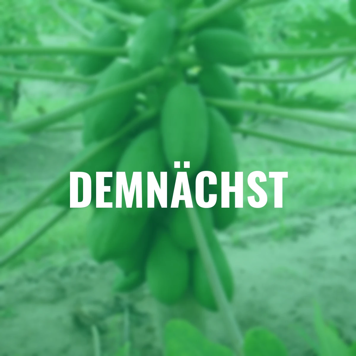 Echte Papaya Sunnybees, Höhe ca. 80-100 cm