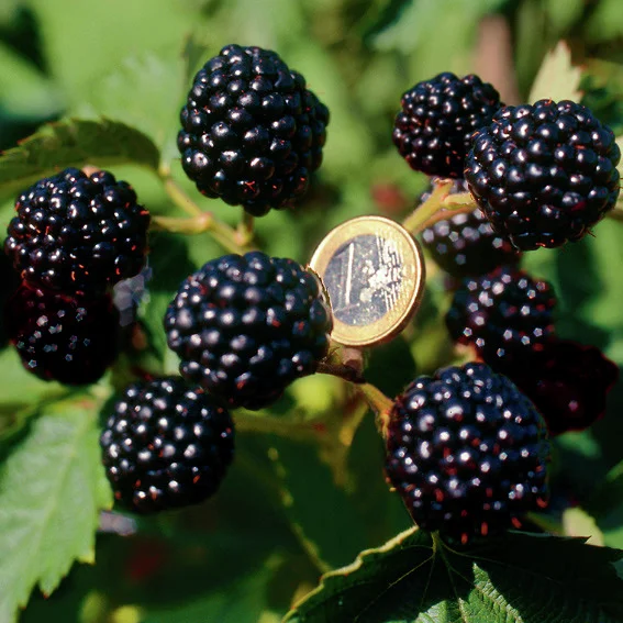 Zucker-Brombeere Asterina®