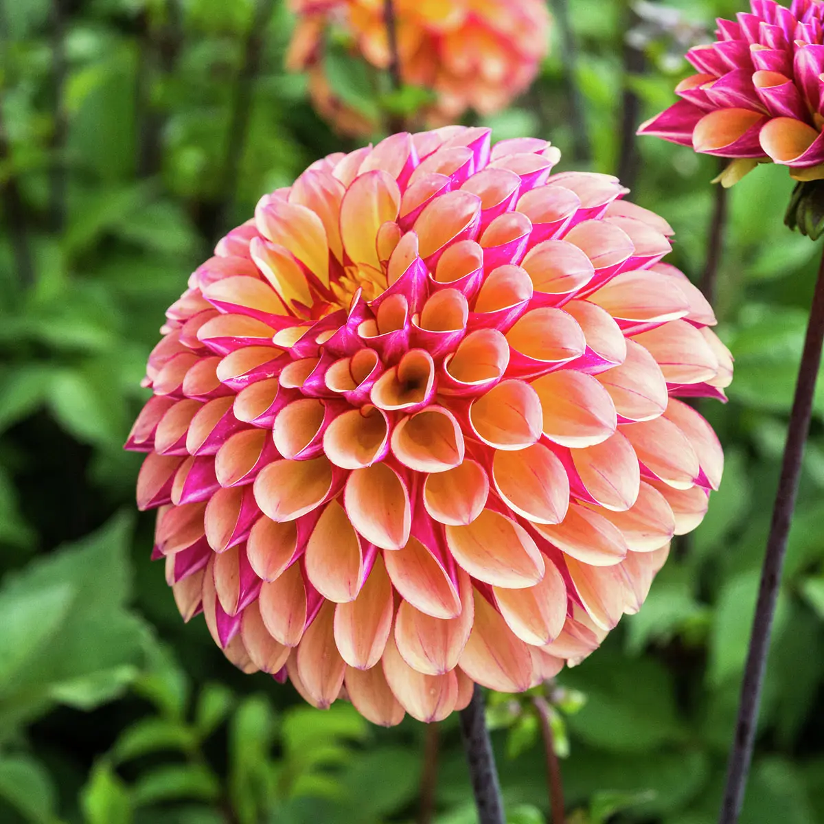 Ball-Dahlie Palmares