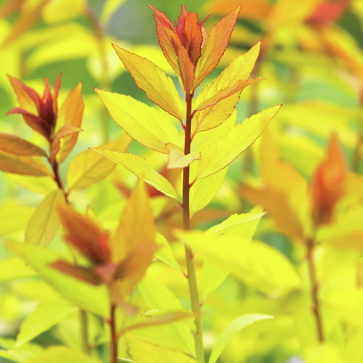 Sommerspiere Firelight