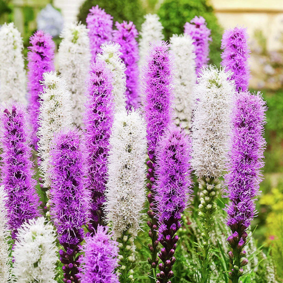 Prachtscharten Violett-Weiße Mischung