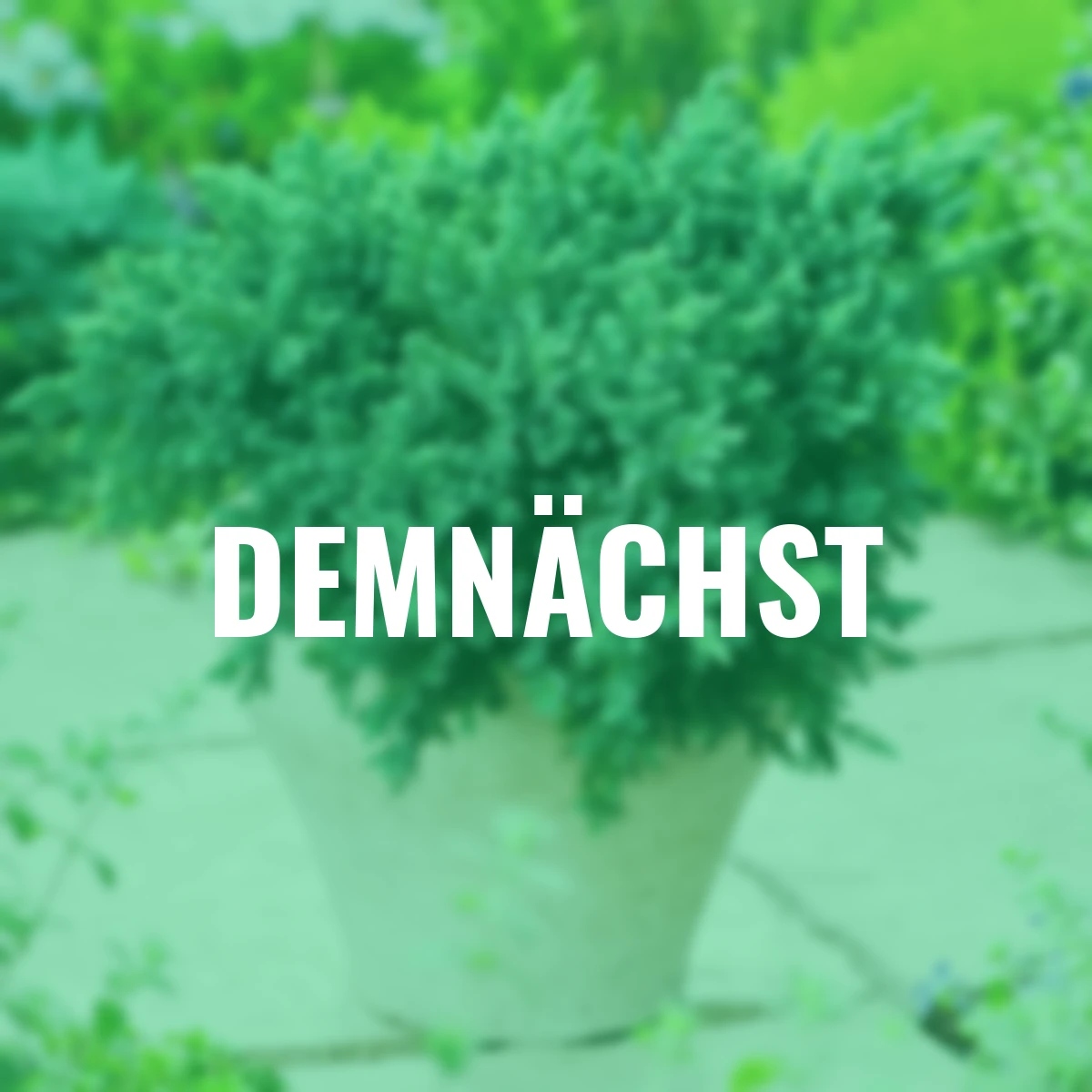 Zwergwacholder, blau