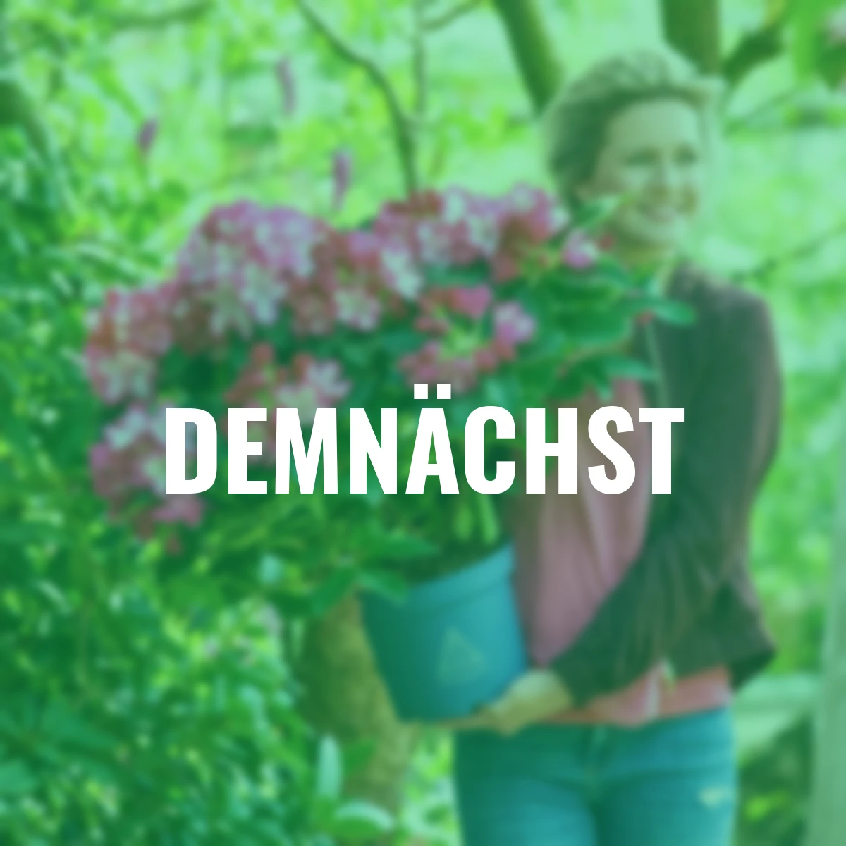 Rhododendron, rosa-weiß