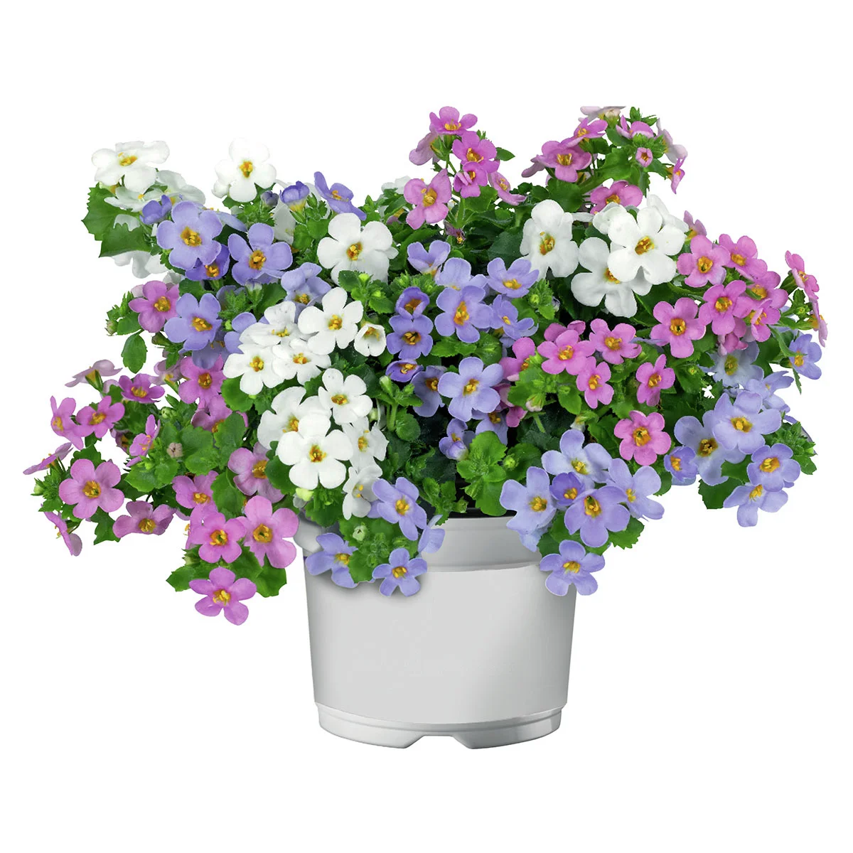 Trio-Schneeflockenblume, weiß-rosa-blau