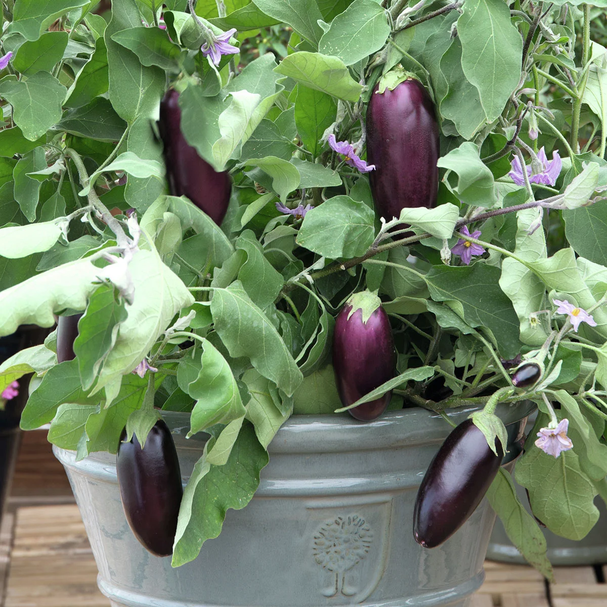 Auberginenpflanze Mini-Aubergine