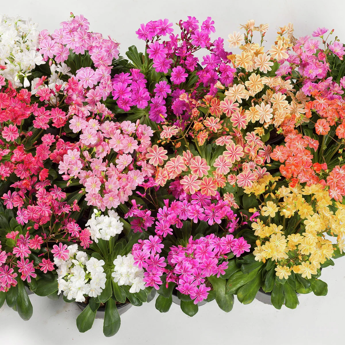 Porzellanröschen-Mix