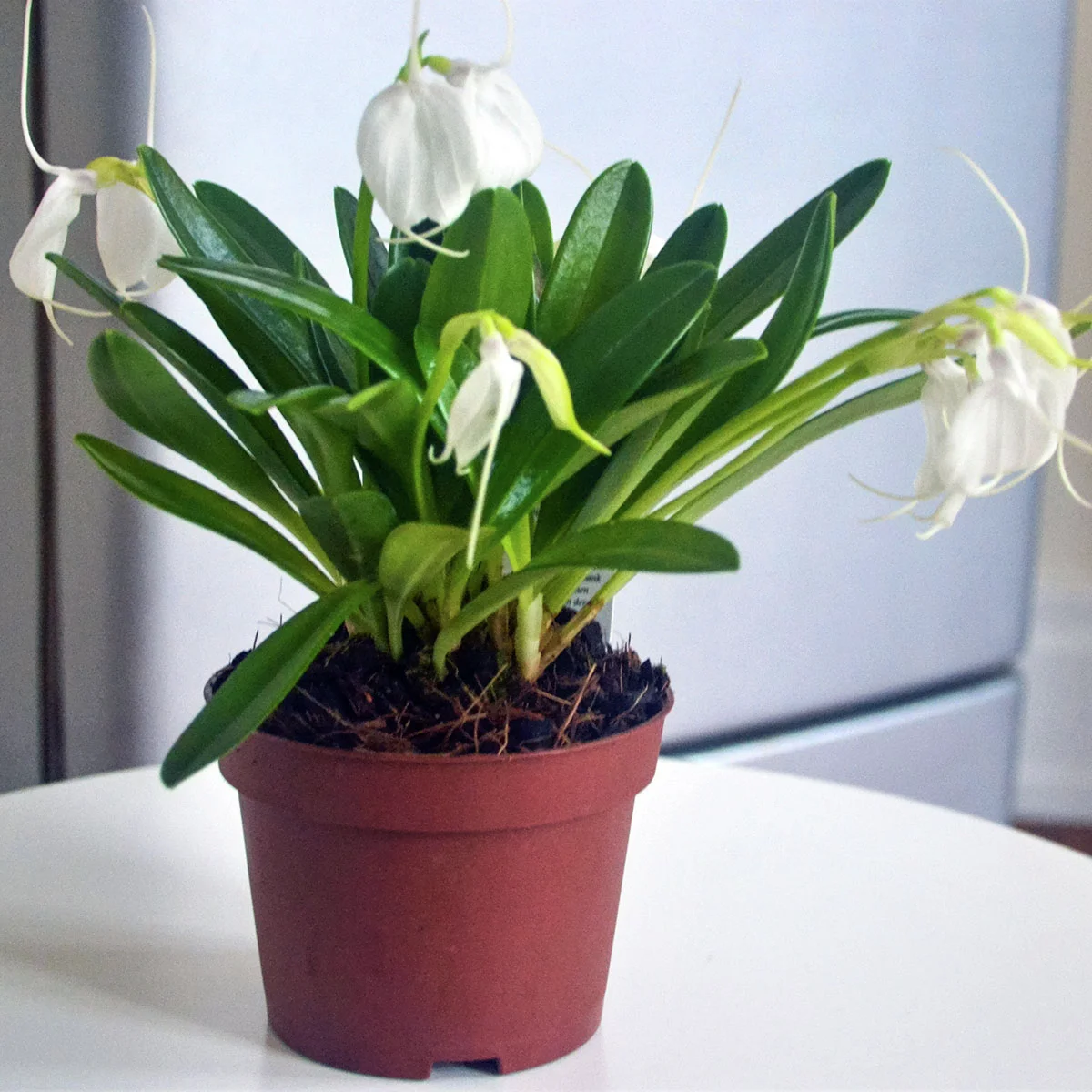Orchidee Masdevallia, Höhe ca. 10-20 cm