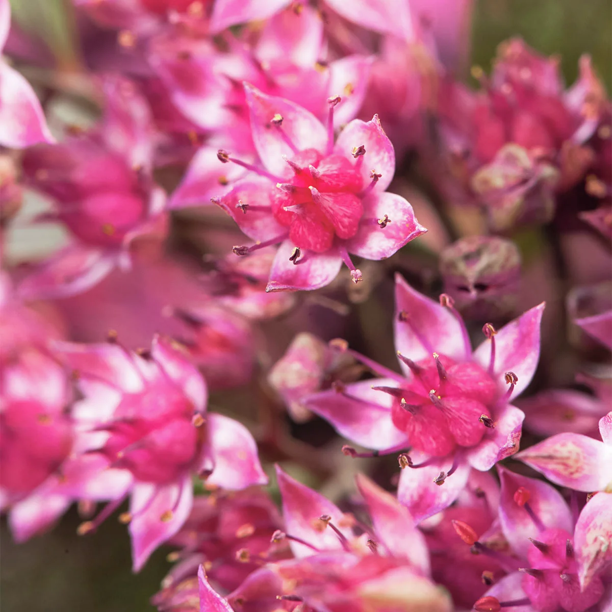 Polster-Fetthenne Sun Sparkler® Dazzleberry