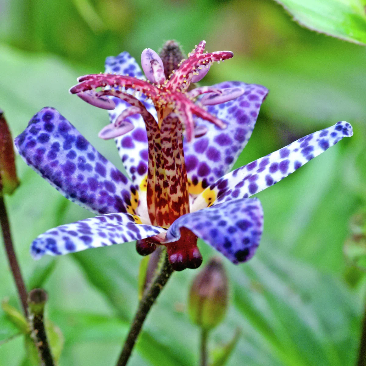 Krötenlilie Blue Wonder