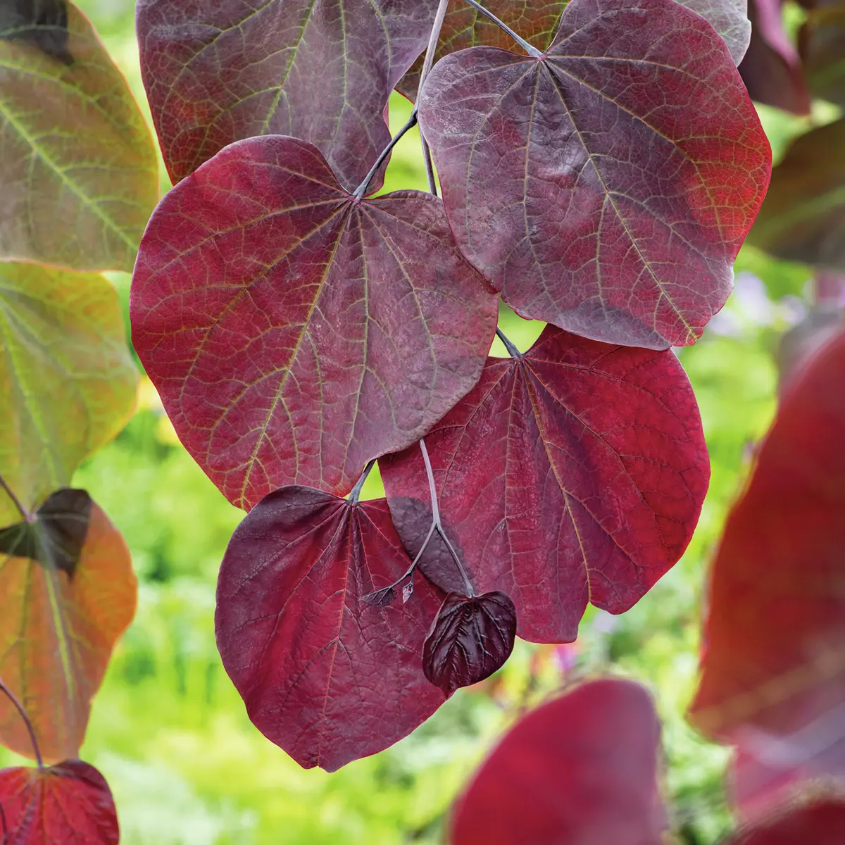 Kanadischer Judasbaum Forest Pansy