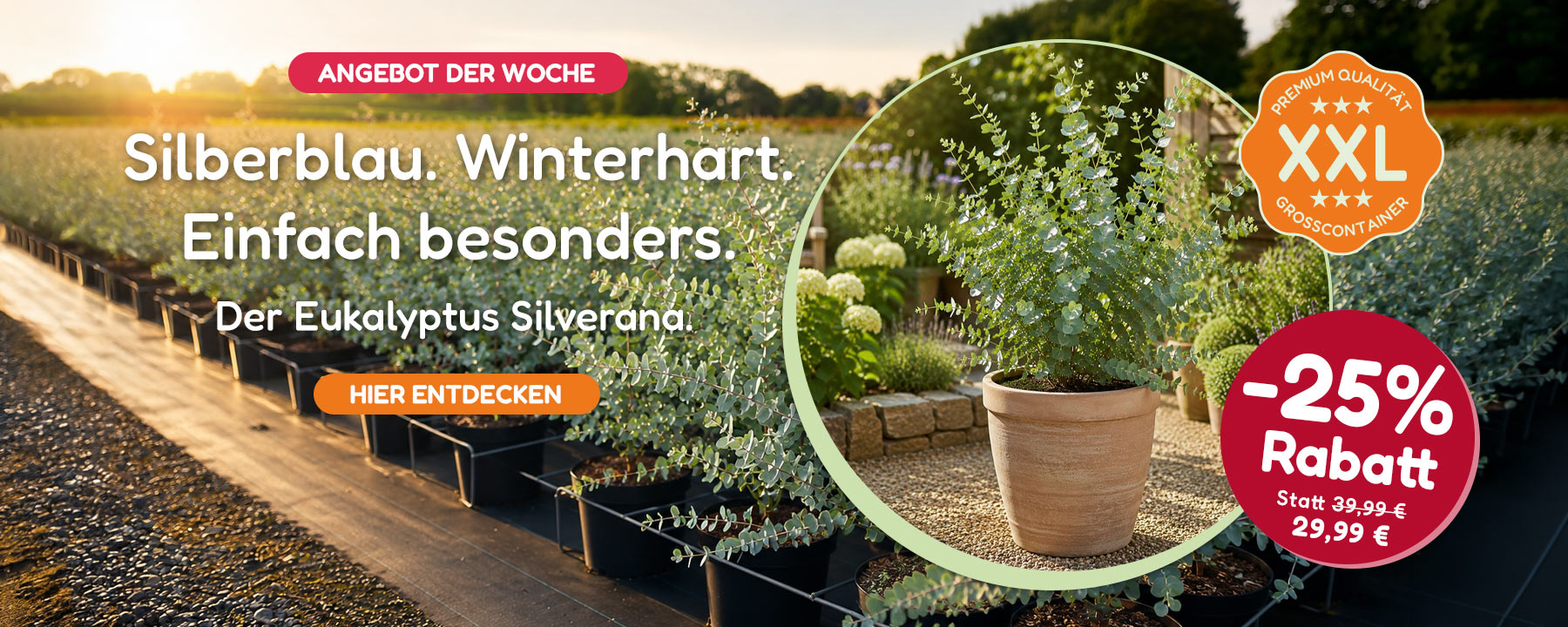 Sommerblumen