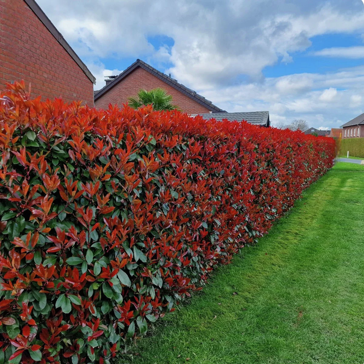Rote Glanzmispel, im ca. 17 cm-Topf, Höhe ca. 30-40 cm