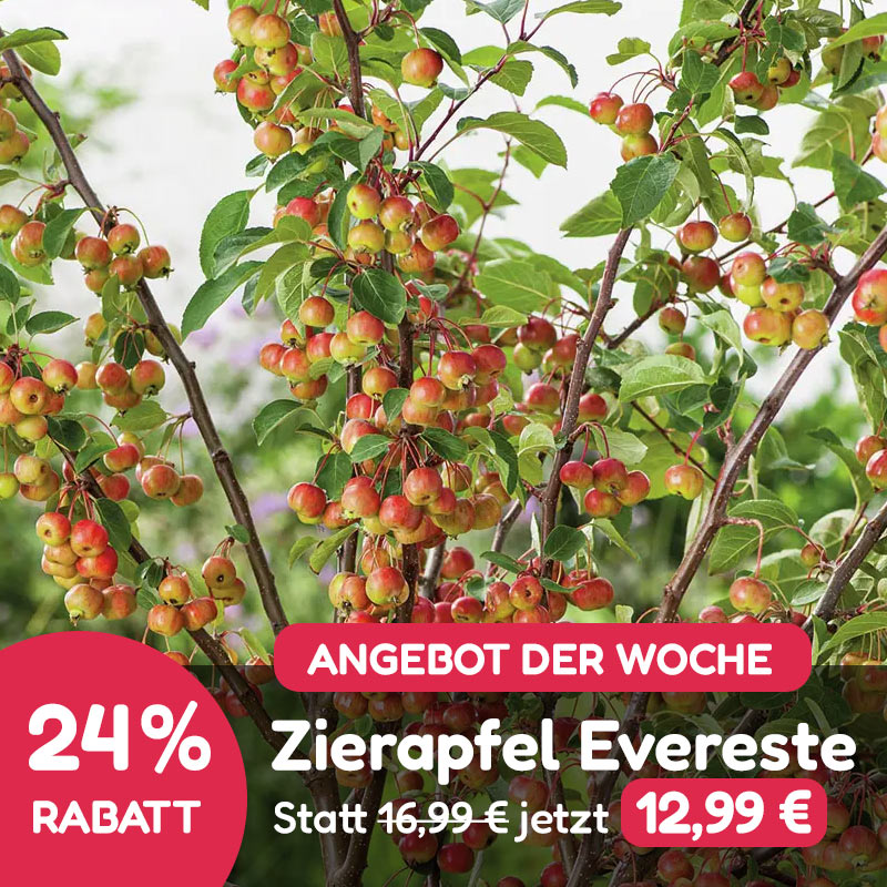 Angebot der Woche