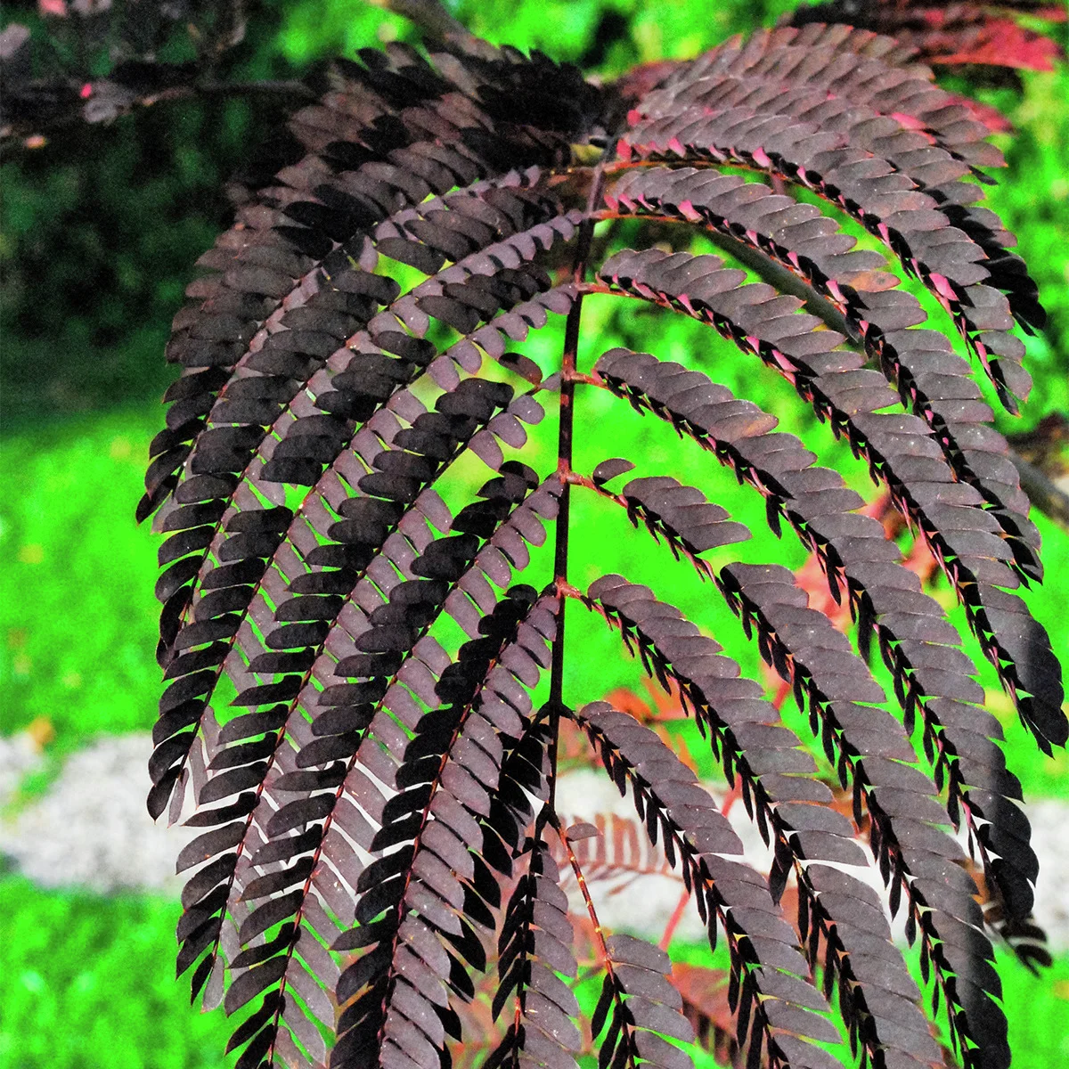 Seidenbaum Summer Chocolate