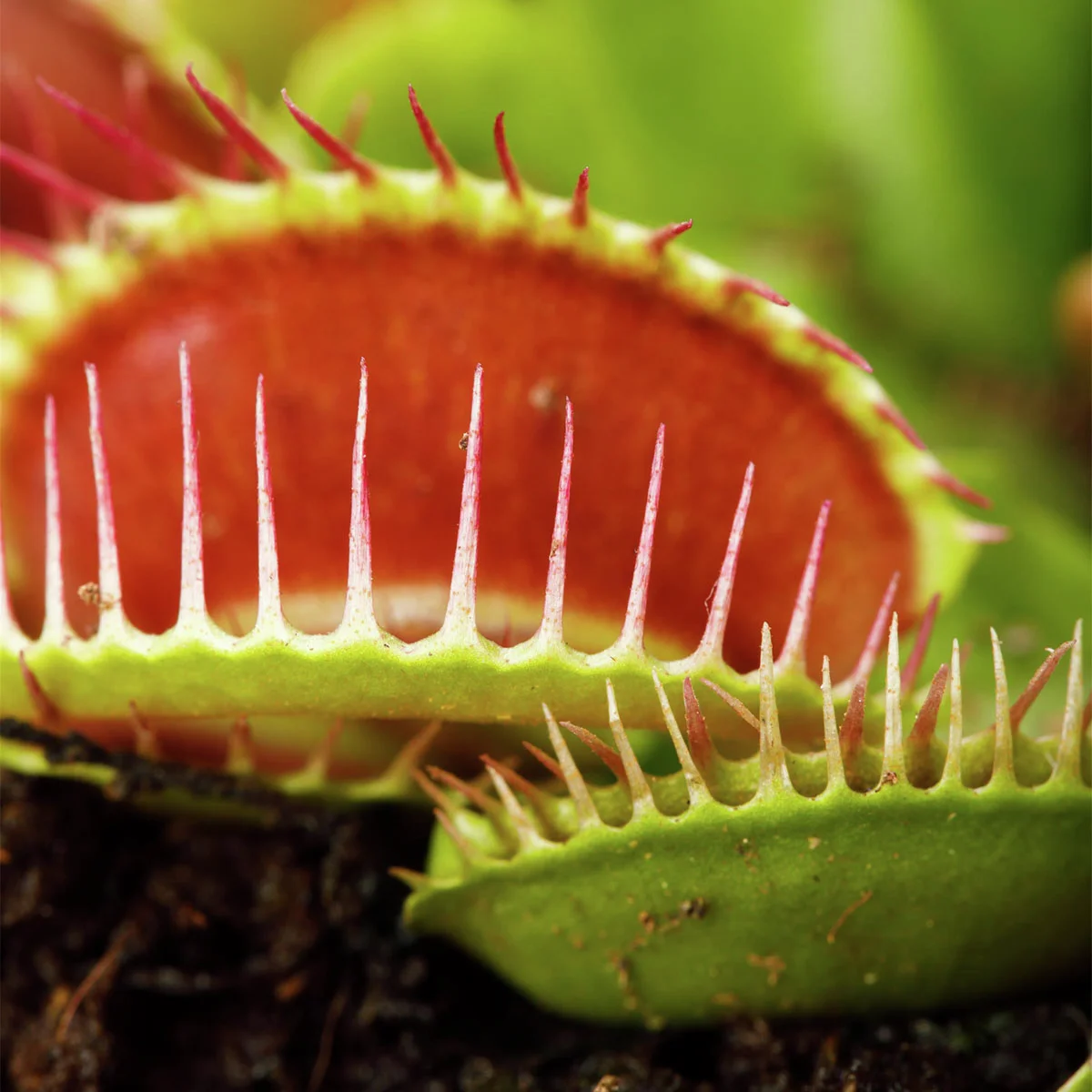 Venusfliegenfalle, im ca. 9 cm-Topf