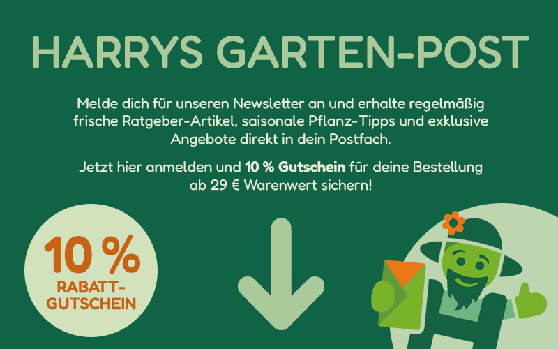 Gärtner Harry – Lilly Rose Aktion