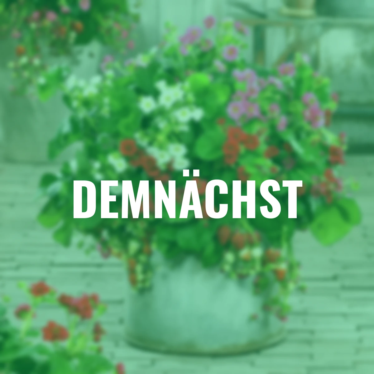 Trio-Set Balkon-Erdbeeren