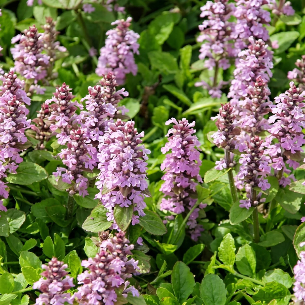 Kriechender Günsel Rosea als pinker Bodendecker im Schattenbeet
