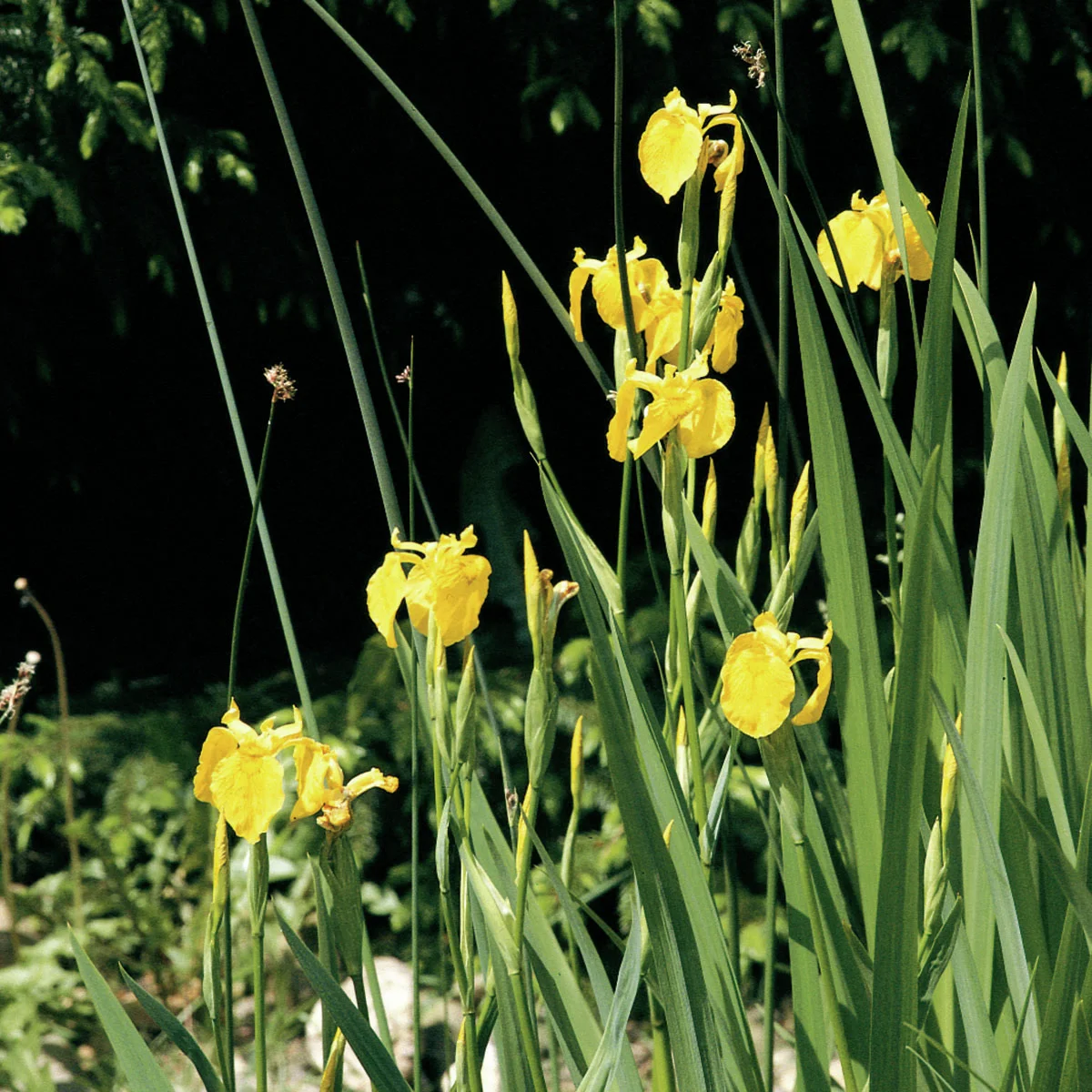 Gelbe Sumpfschwertlilie