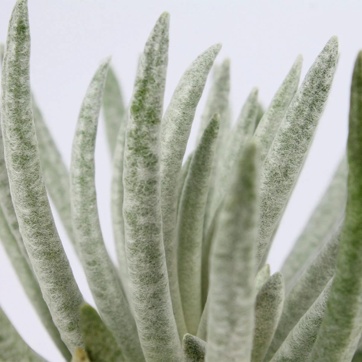Senecio Snow Peak, im ca. 11 cm-Topf