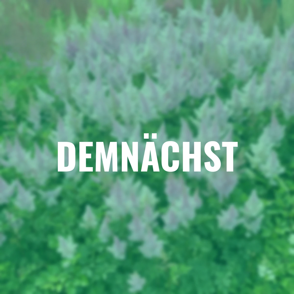 Prachtspiere Ice Cream