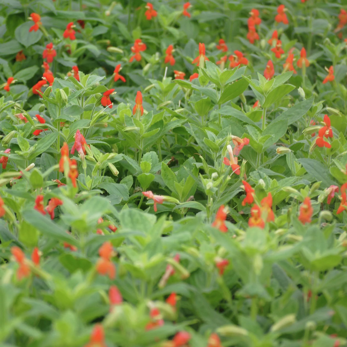 Gauklerblume rot-orange