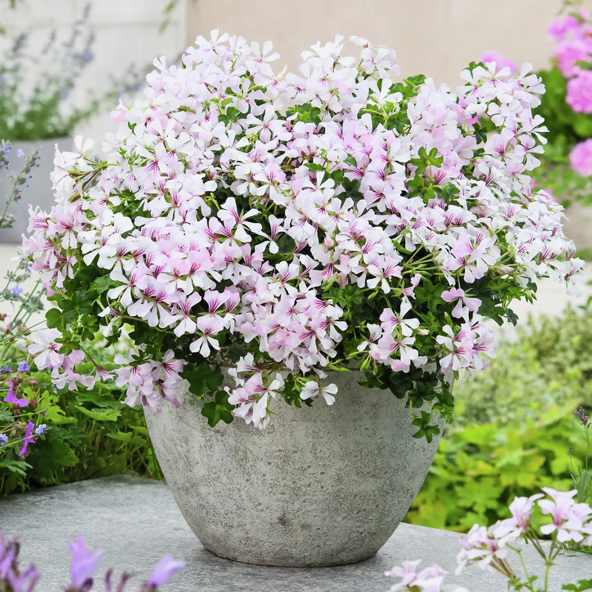 Hänge-Geranie Ville de Dresden, weiß